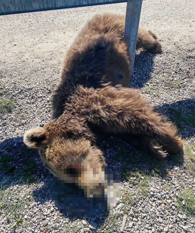 Kastamonu'da aracın çarptığı ayılar telef oldu ;