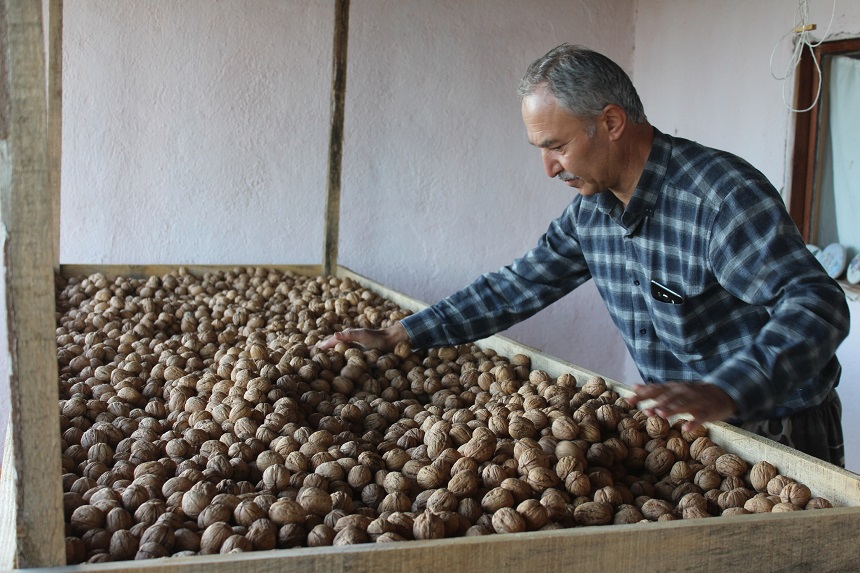 Tosya'da 850 ton ceviz hasadı yapıldı;