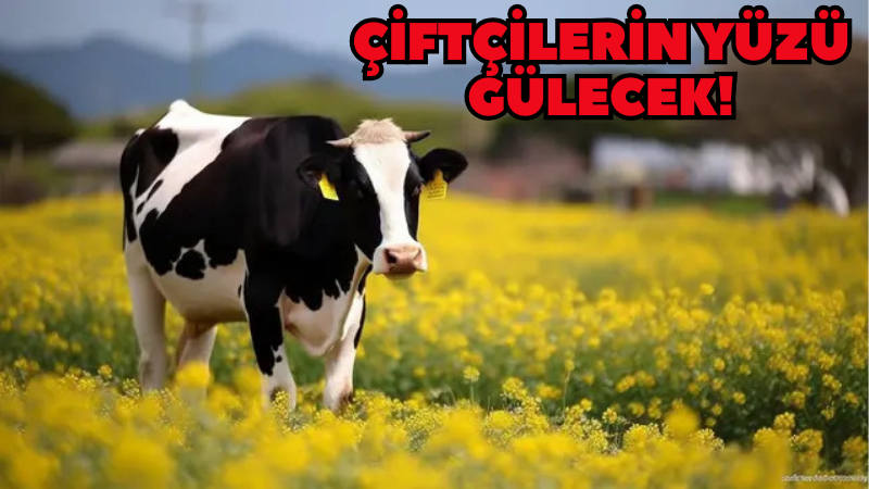 Kastamonulu çiftçilere nefes aldıran ödeme;