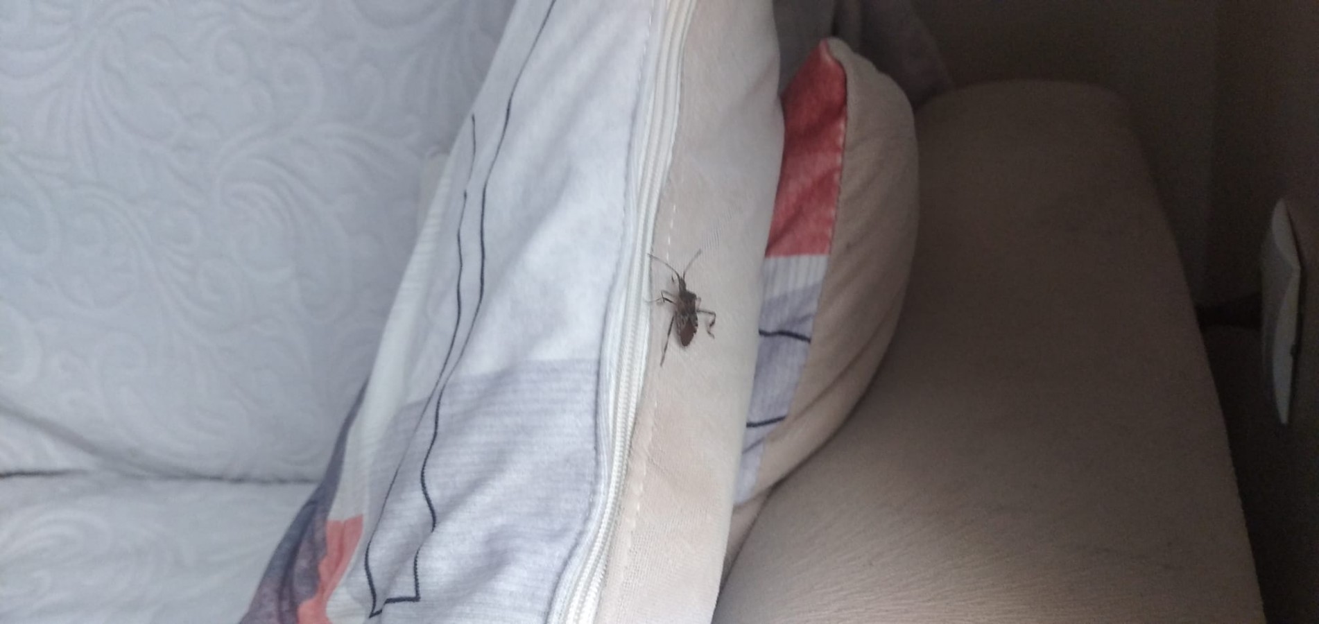 Kastamonu istila altında!;