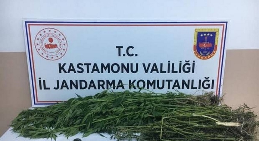 Jandarmadan ‘kenevir’ operasyonu: 3 gözaltı;