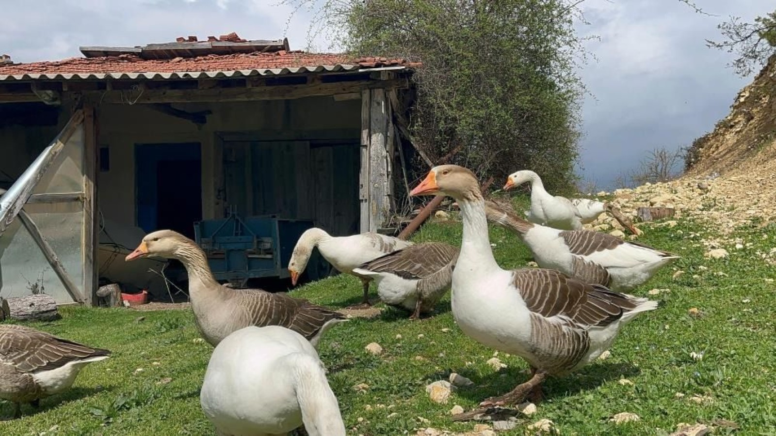 Kastamonu’dan Türkiye'ye şifa dağıtıyorlar;