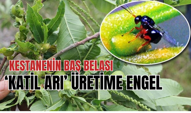 Kestanenin baş belası ‘katil arı”