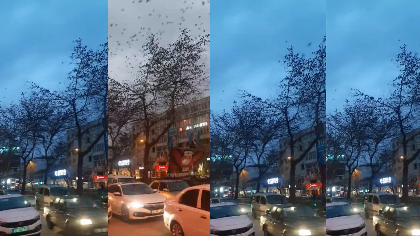 Çay boyunu istila ettiler!;