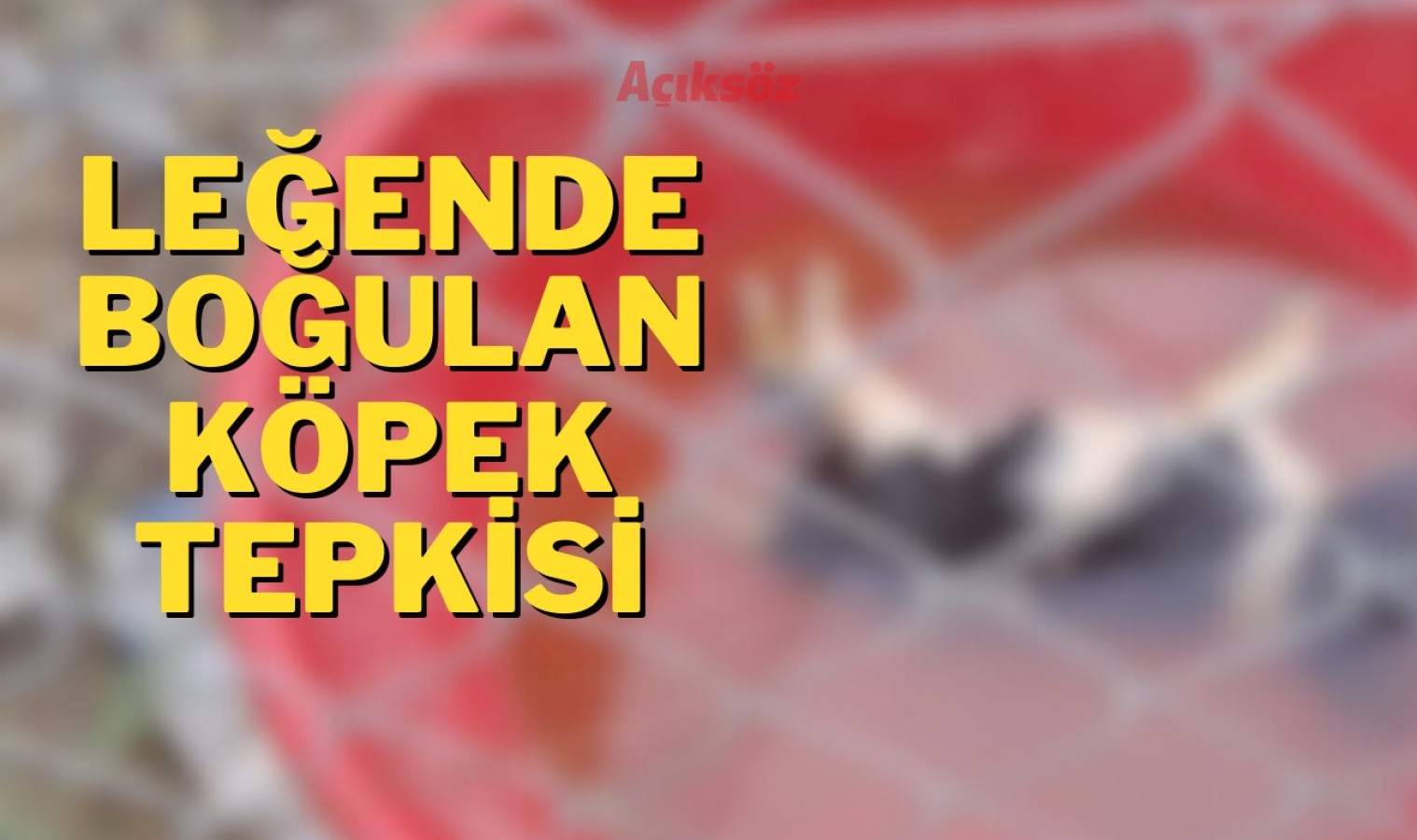 Kastamonu'da leğende köpek boğulmasına tepki!