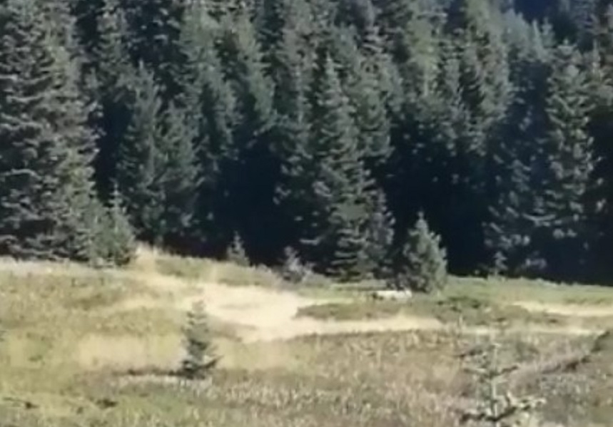 Ilgaz'da yaban hayatı kameralara yansıdı;