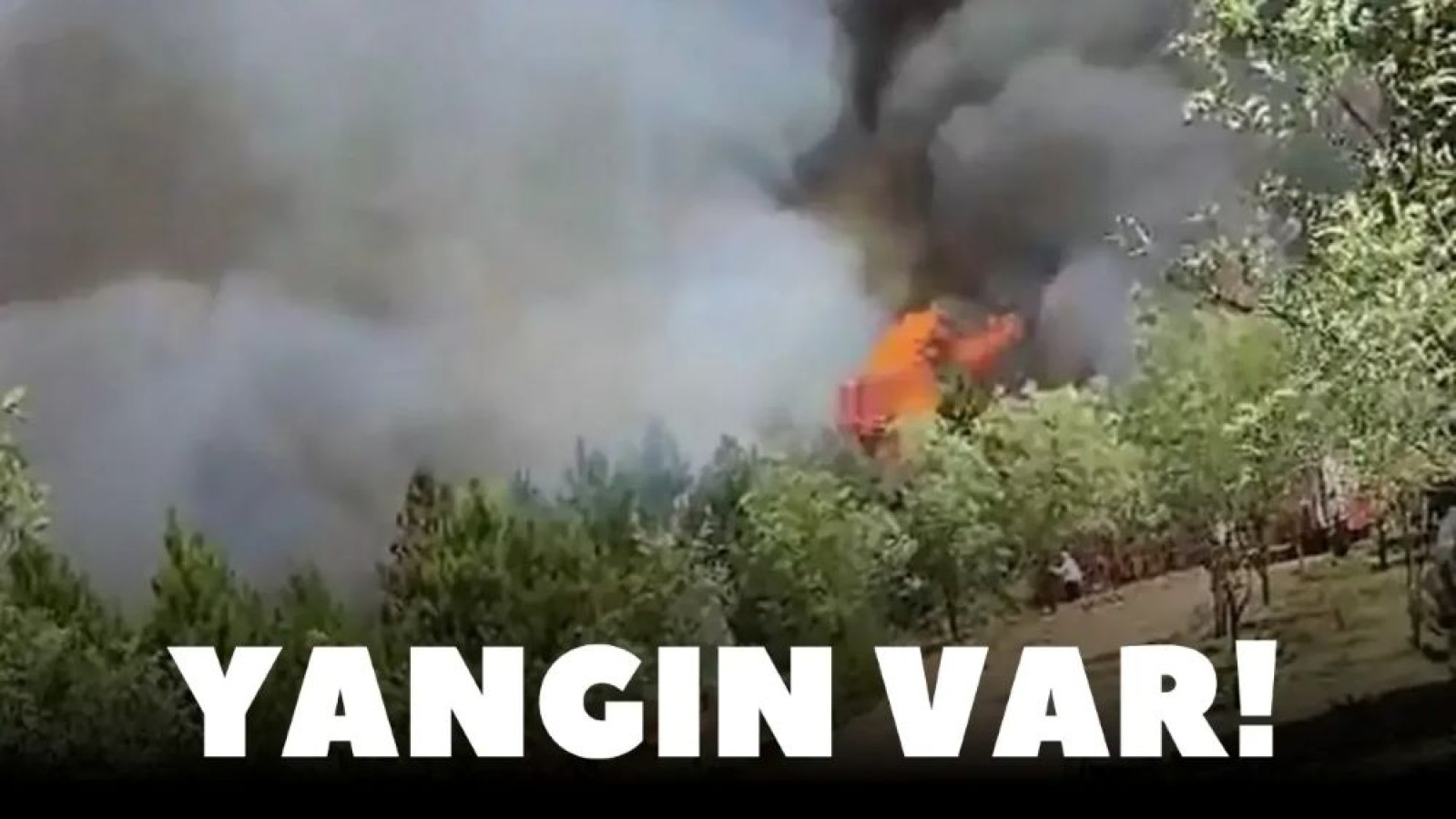 Kastamonu'da orman yangını!;
