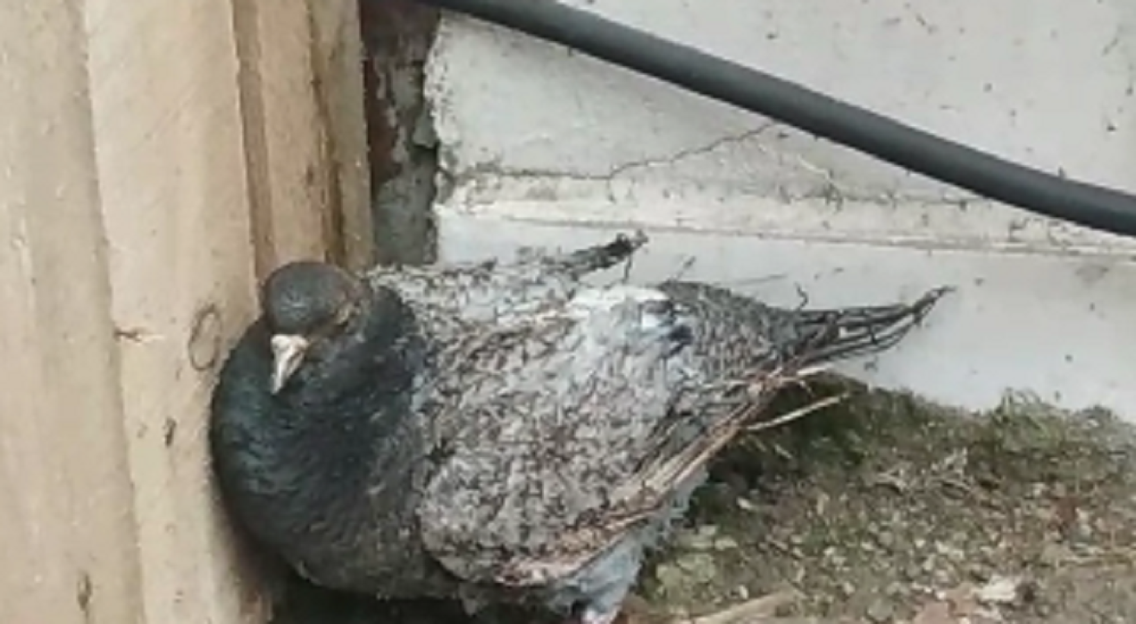 5 kuş elektrikten dolayı can verdi;