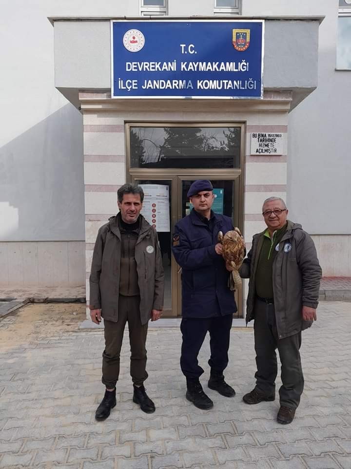 Yaralı halde bulunan kızıl şahin, tedavi altına alındı;