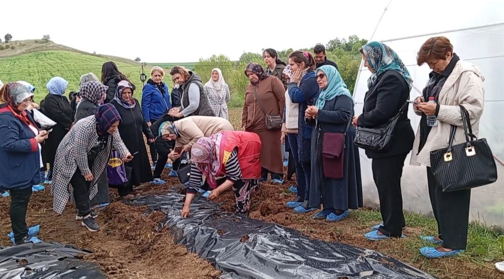 Bu çilek fideleri çok 'özel'