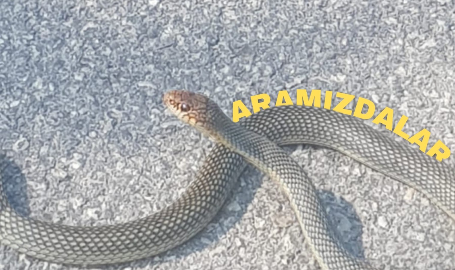 Kastamonu’da ‘yılanlarla iç içeyiz’;